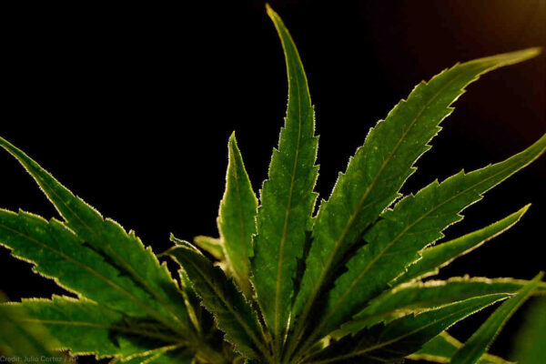 Marijuana leaf